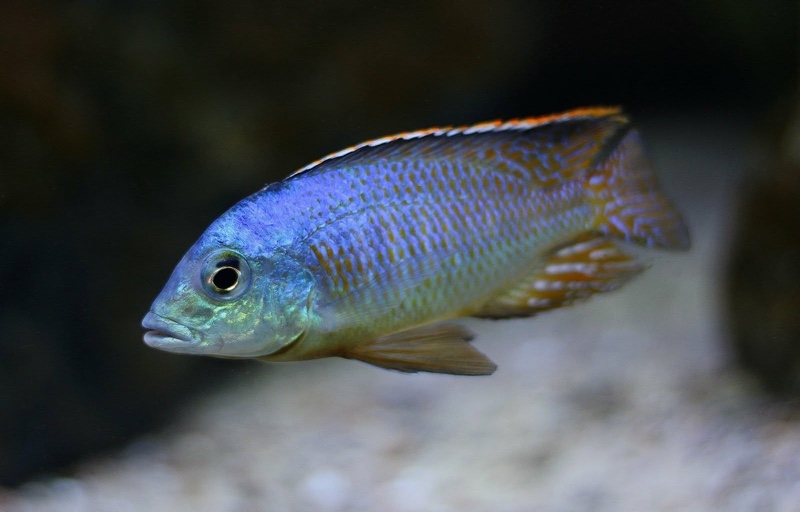 Otopharynx sp. 'spots' Sani